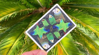 画像3: Bicycle Parrot Playing Cards